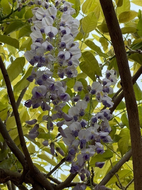 IMG_2353.jpeg